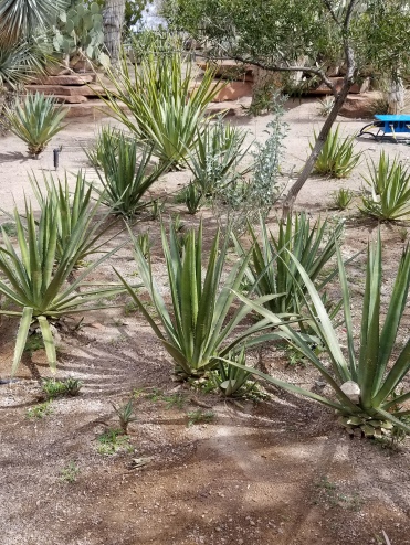 Ethel M Botanical Cactus Garden For Greener Thumbs